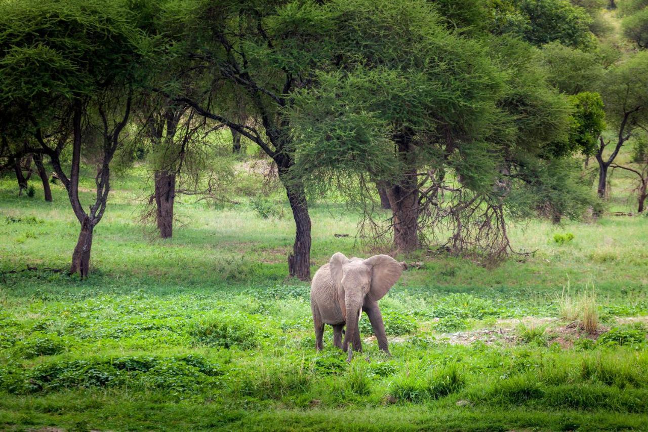 Baobab Tented Camp Kwa Kuchinia 외부 사진