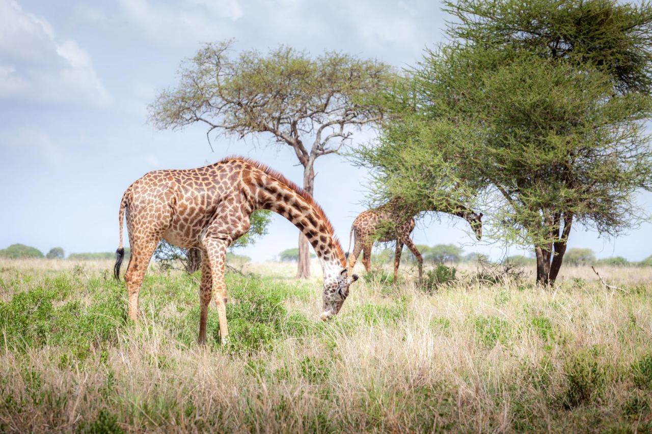 Baobab Tented Camp Kwa Kuchinia 외부 사진