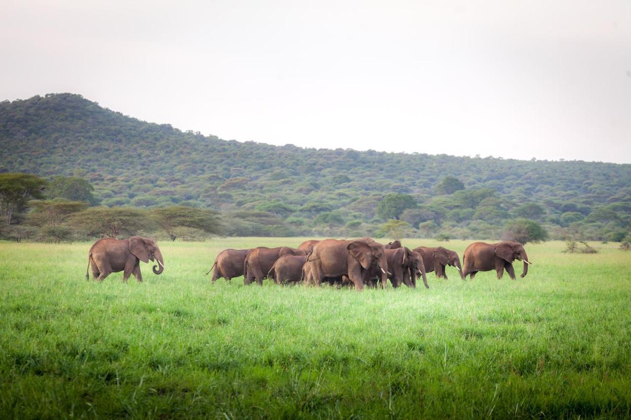 Baobab Tented Camp Kwa Kuchinia 외부 사진